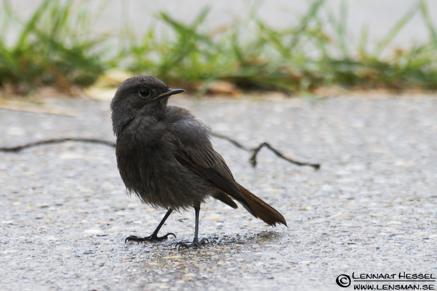 120612 Black Redstart Black Redstart in Hungary