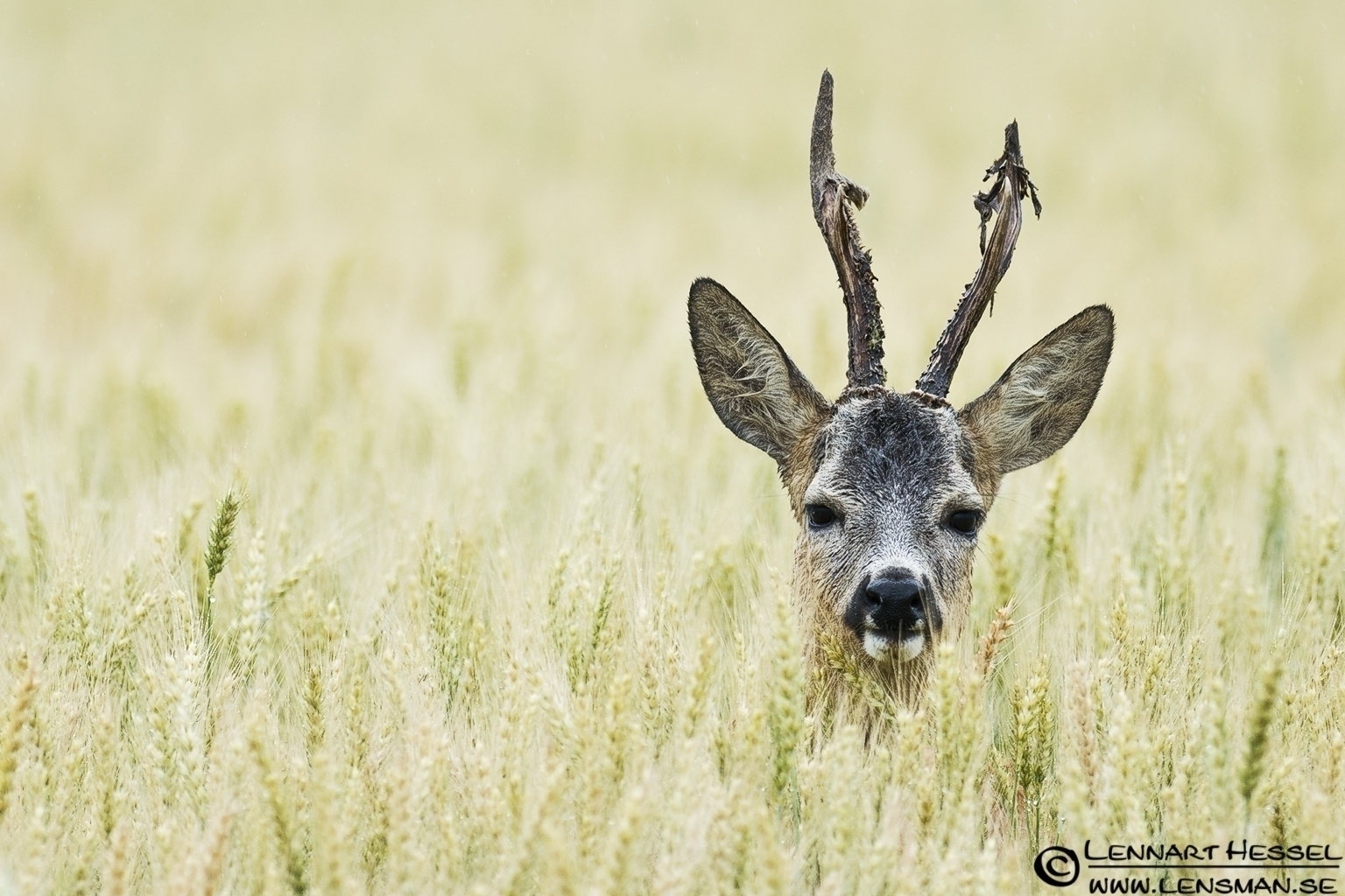 120612 Deer Deer in Hungary