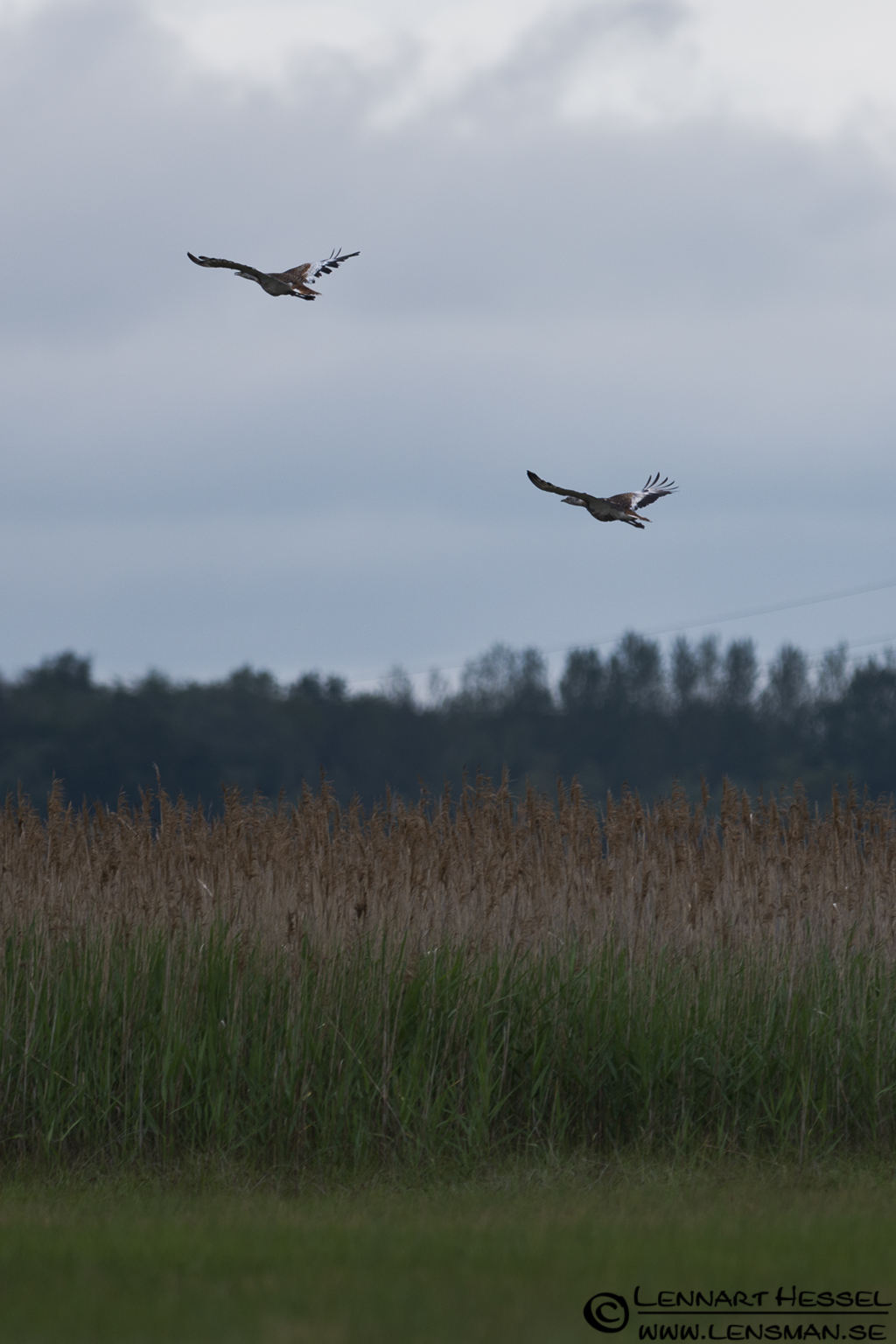 120612 Great Bustard flying Great Bustard in Hungary