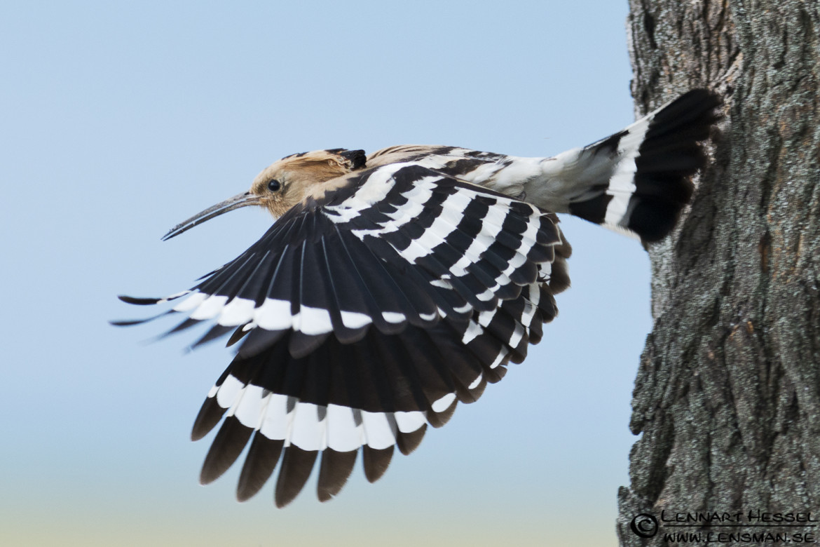 Hoopoe in Hungary