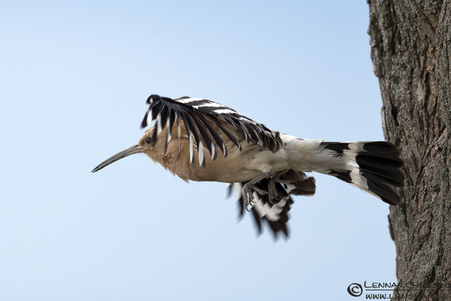 120612 Hoopoe flying out from the nest Hoopoe in Hungary