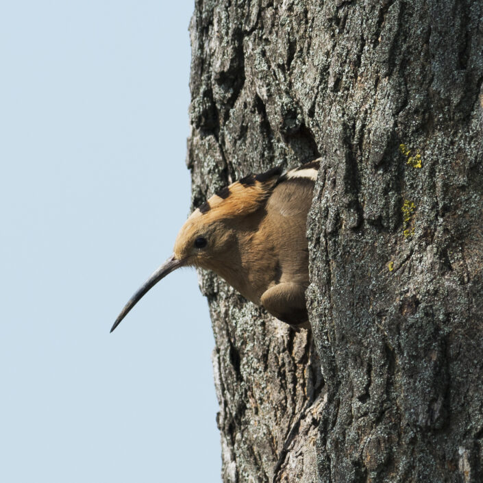 120612 Hoopoe head out thru nest Hoopoe in Hungary