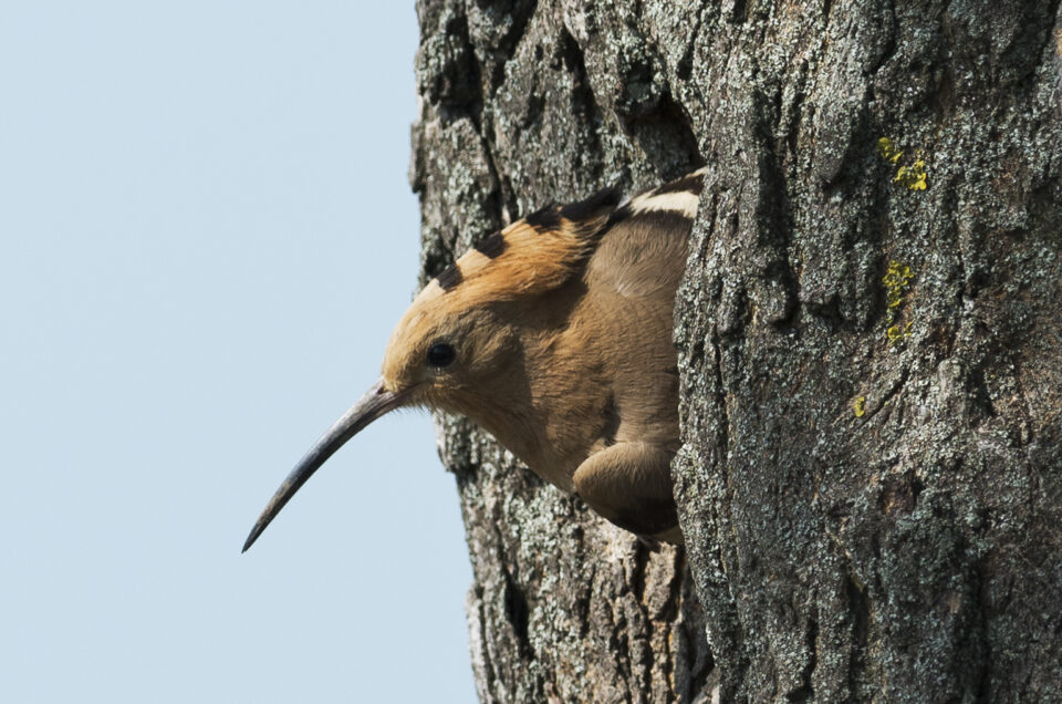 Hoopoe in Hungary
