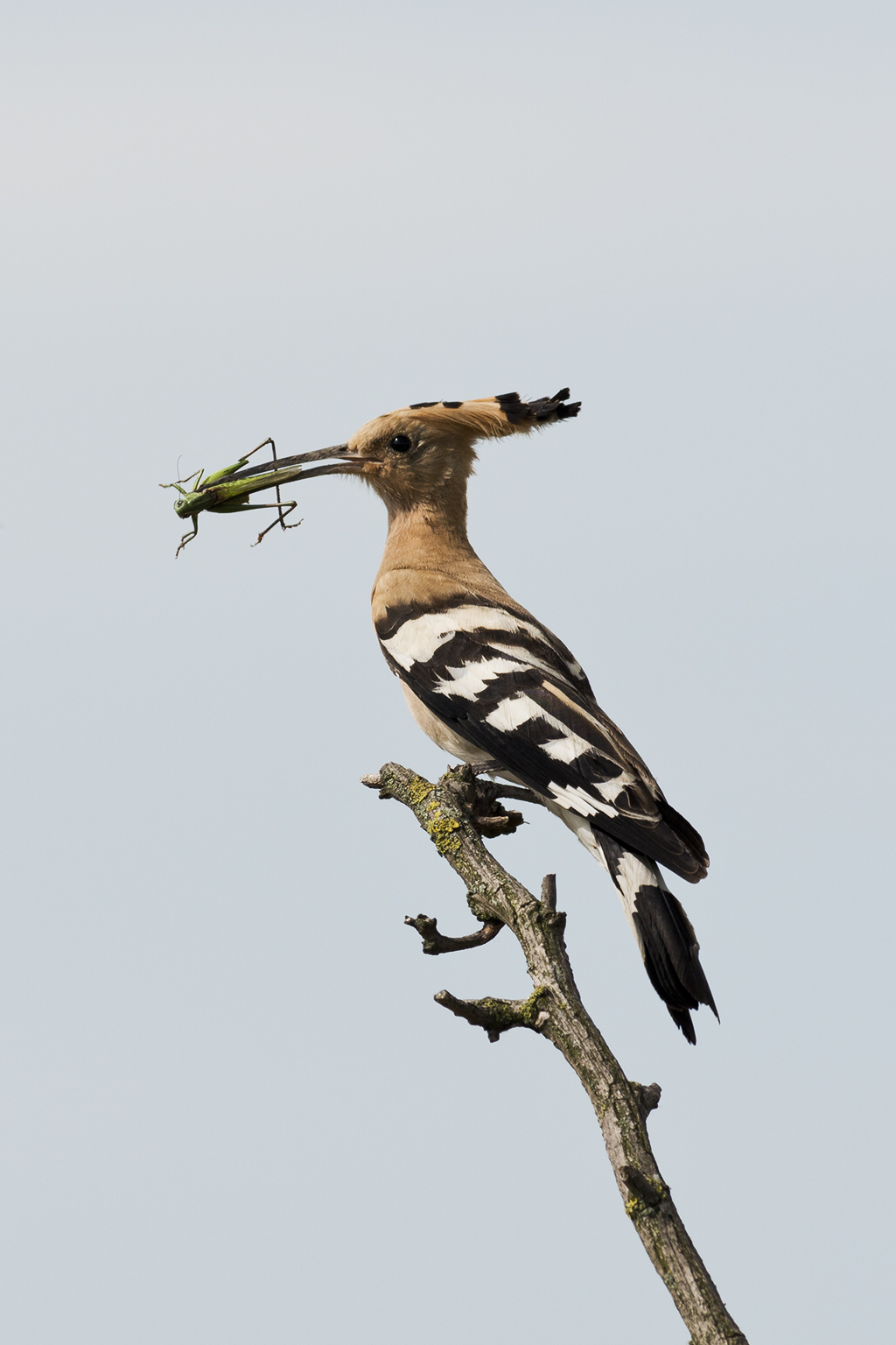 120612 Hoopoe with grasshopper Hoopoe