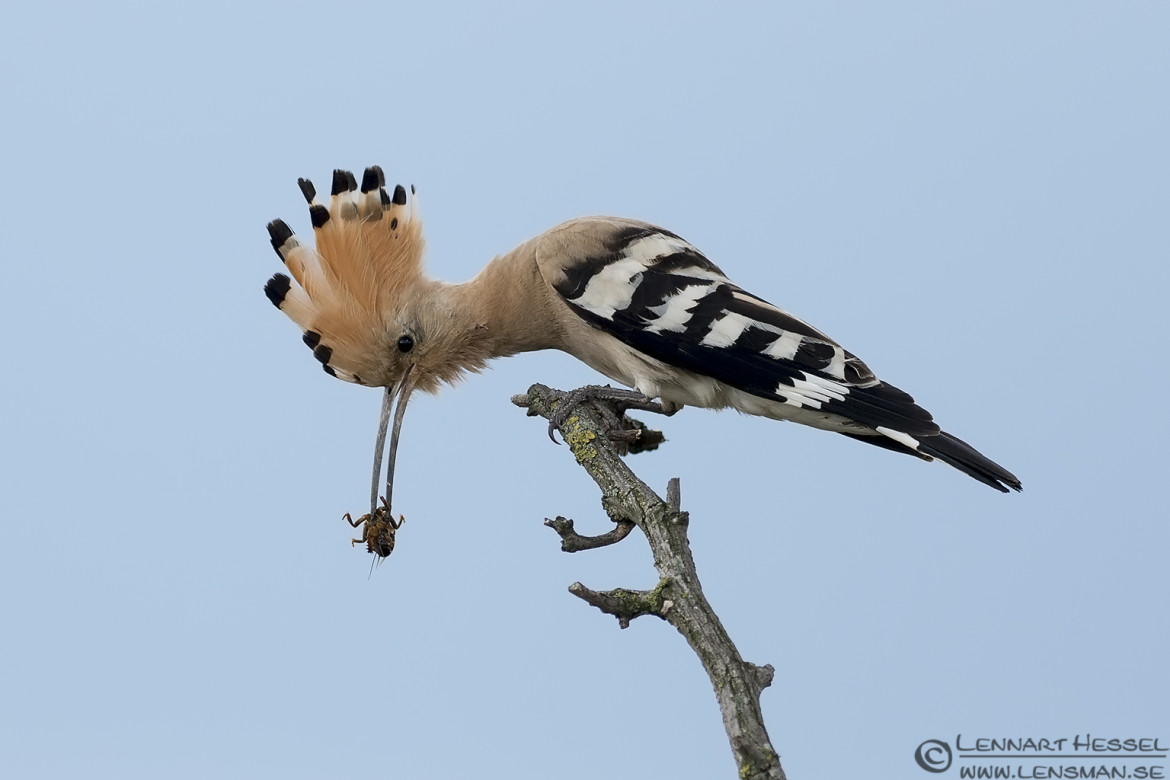 Hoopoe in Hungary wild bird