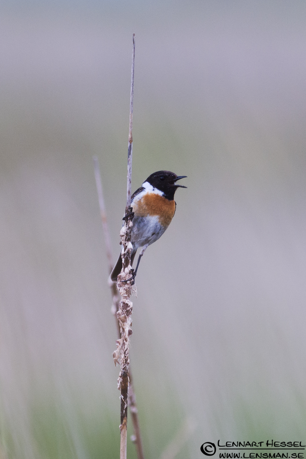 120612 Stonechat Stonechat in Hungary