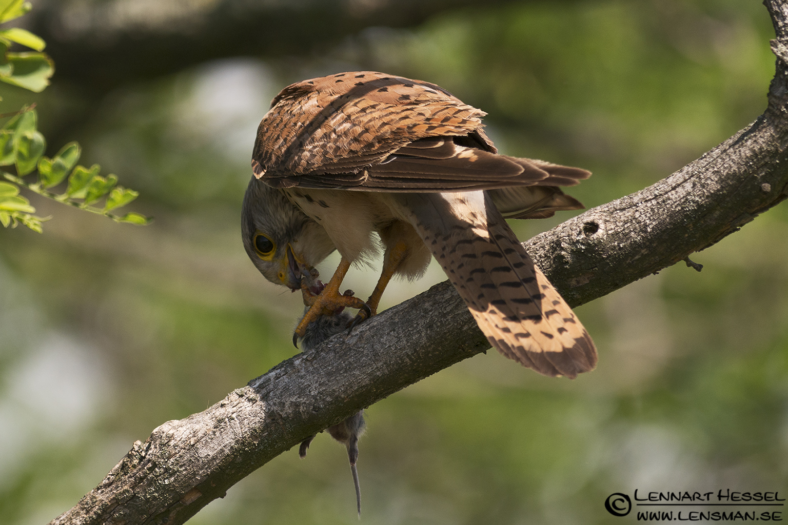 120613 Common Kestrel eating Common Kestrel in Hungary