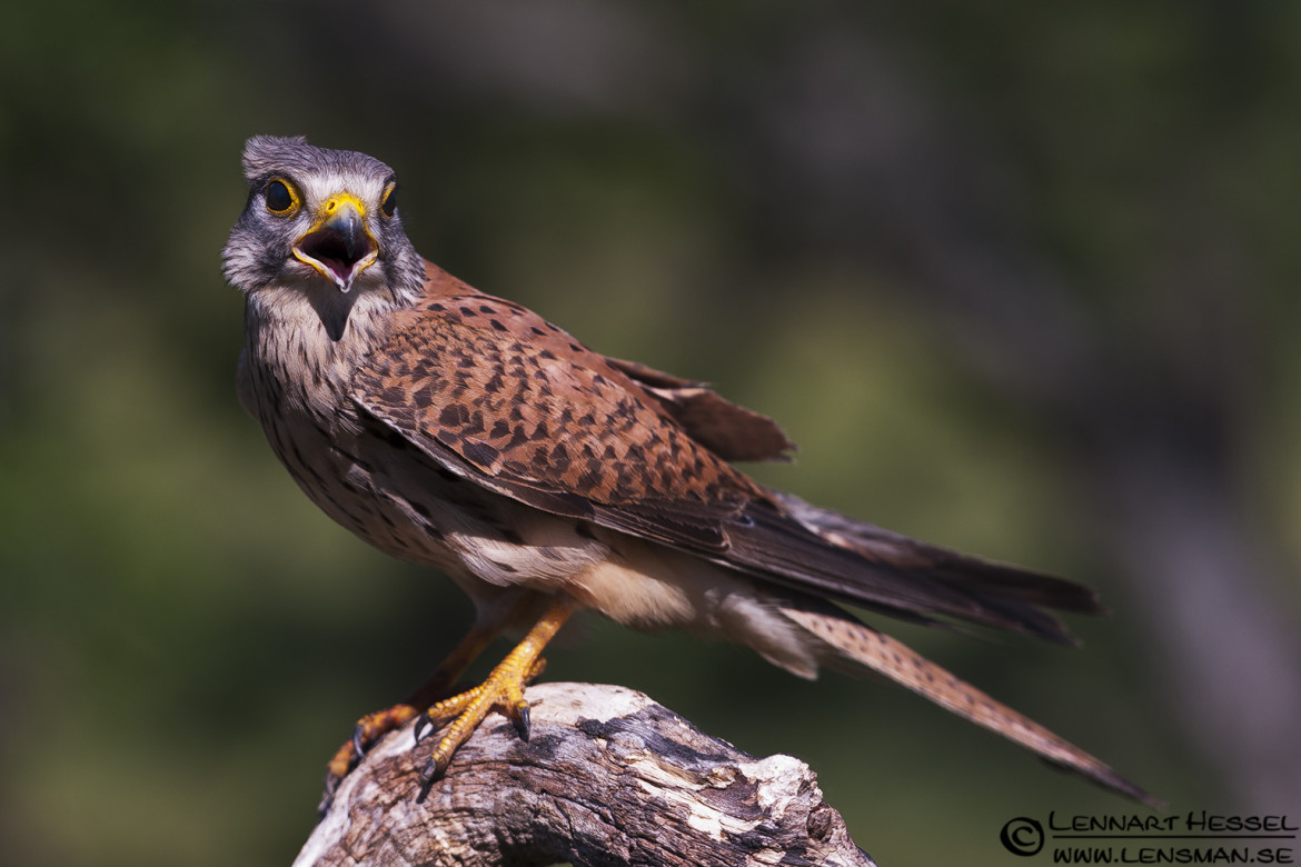 Common Kestrel in Hungary, wild bird hide