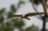 Common Kestrel in Hungary