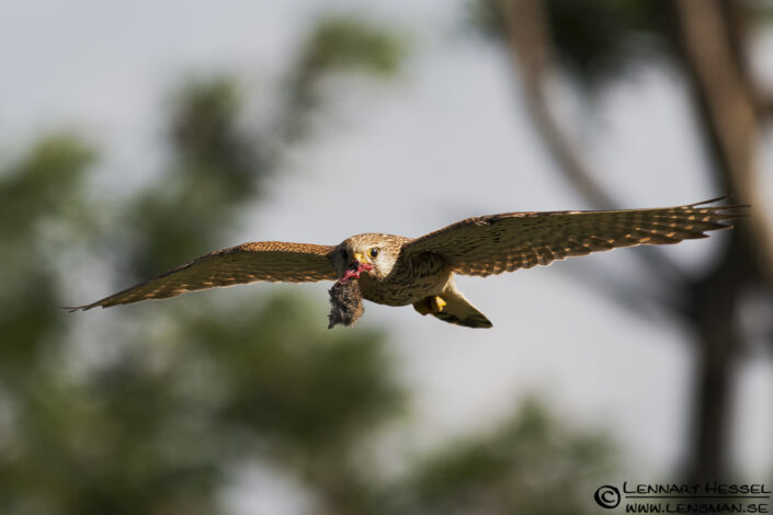 120613 Common Kestrel with catch Common Kestrel in Hungary