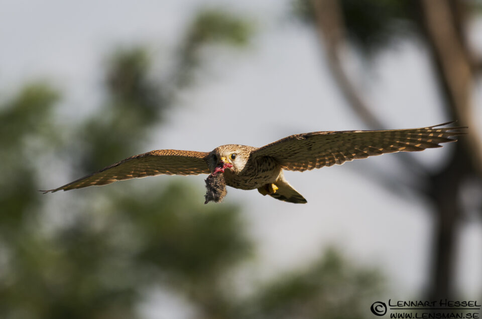 Common Kestrel in Hungary