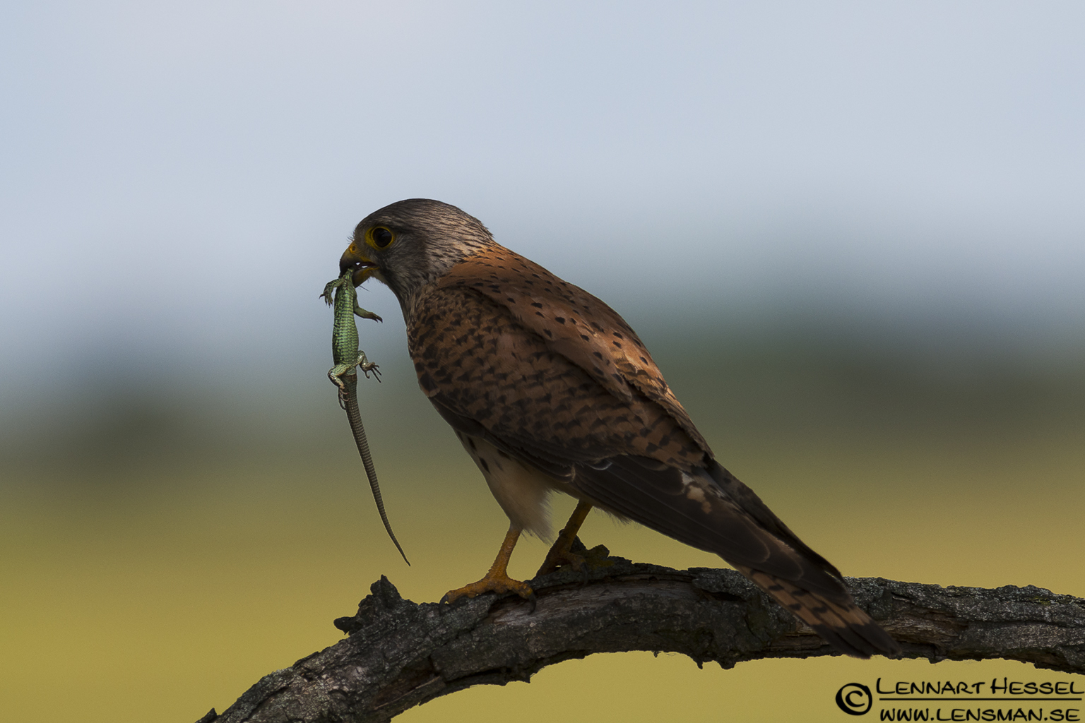 120613 Common Kestrel with a lizard Common Kestrel in Hungary