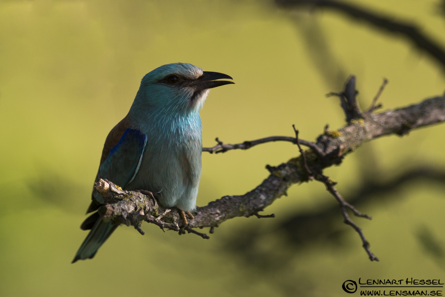 120613 European Roller calling European Roller in Hungary