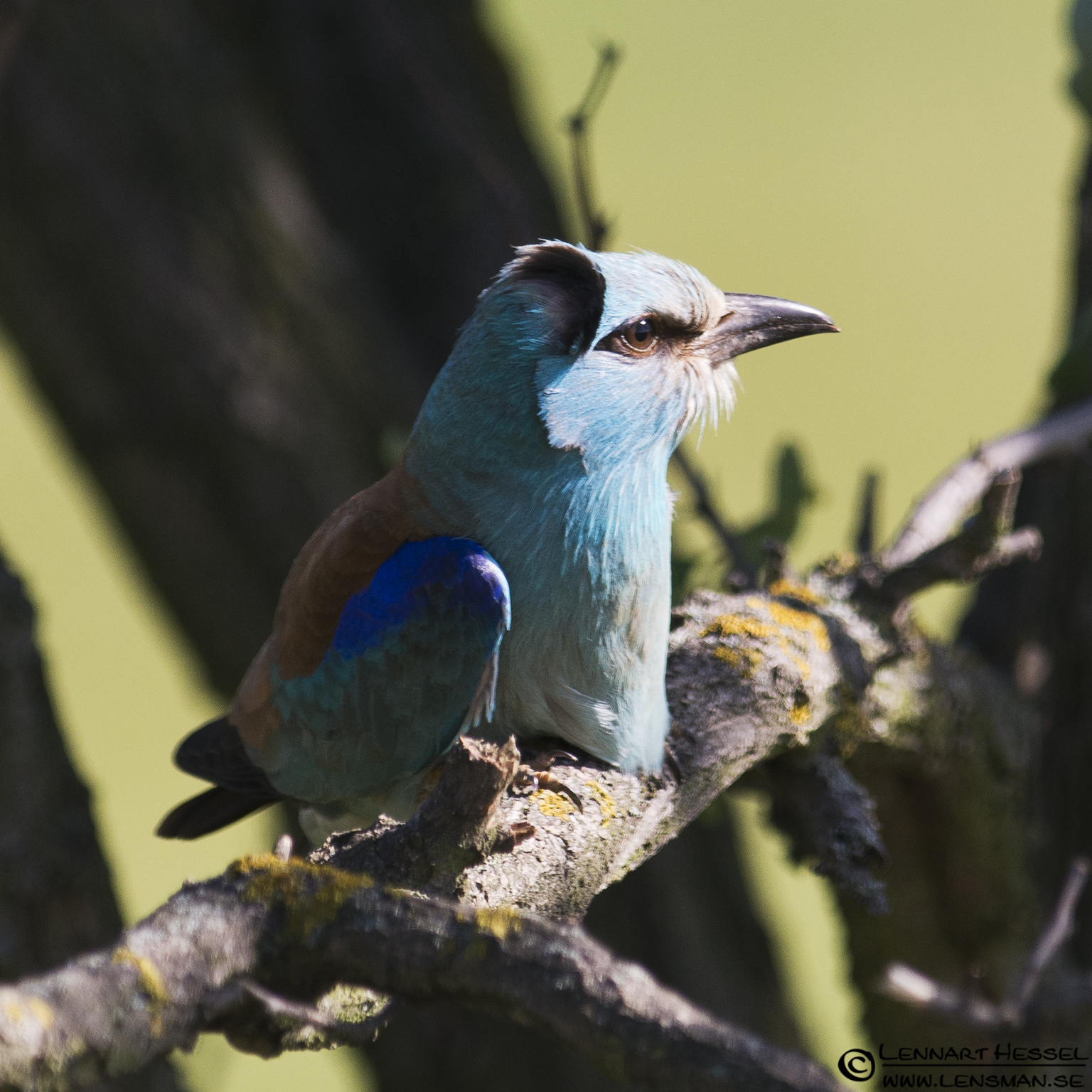 120613 European Roller haircut European Roller in Hungary