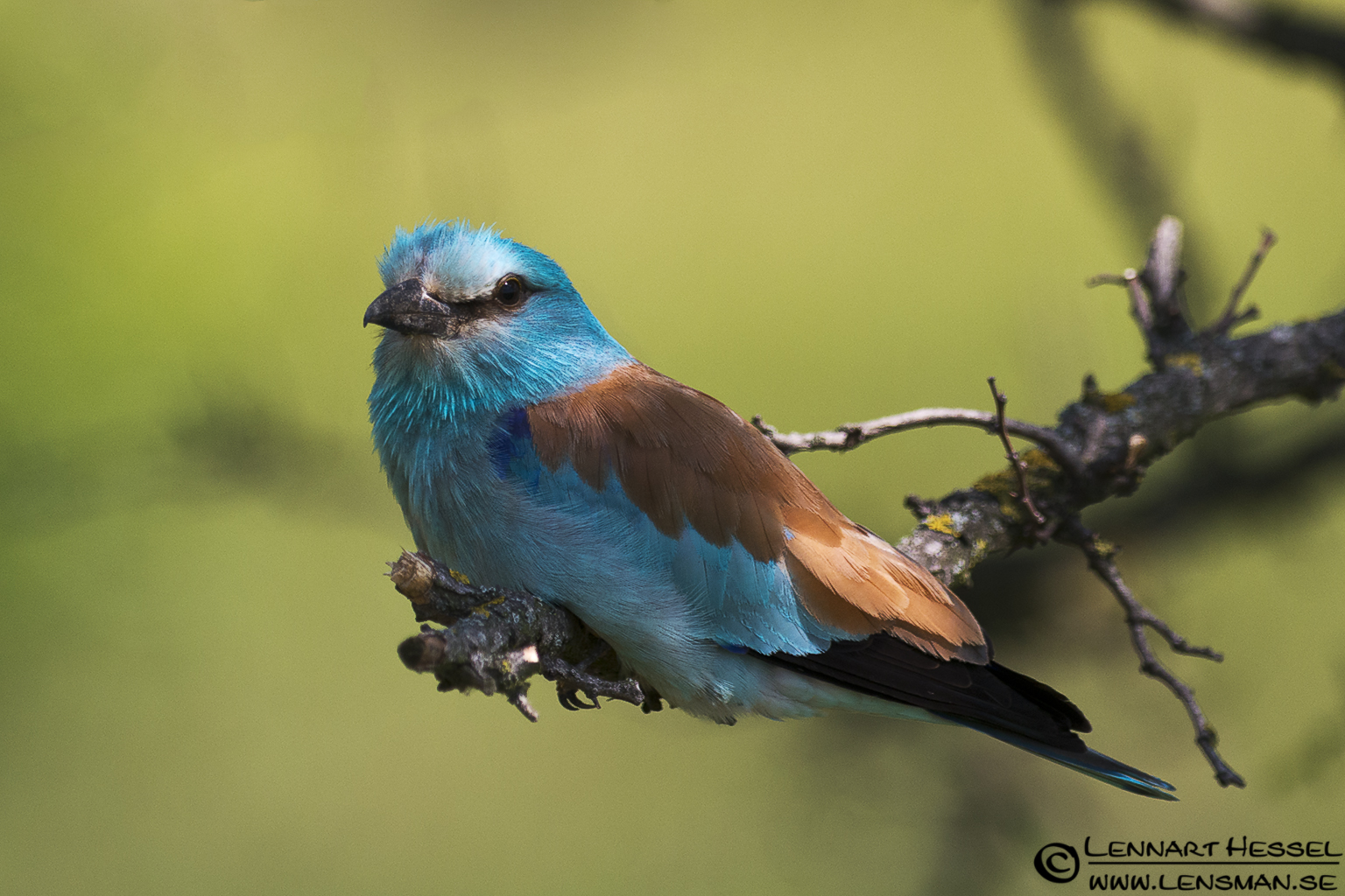 120613 European Roller European Roller in Hungary