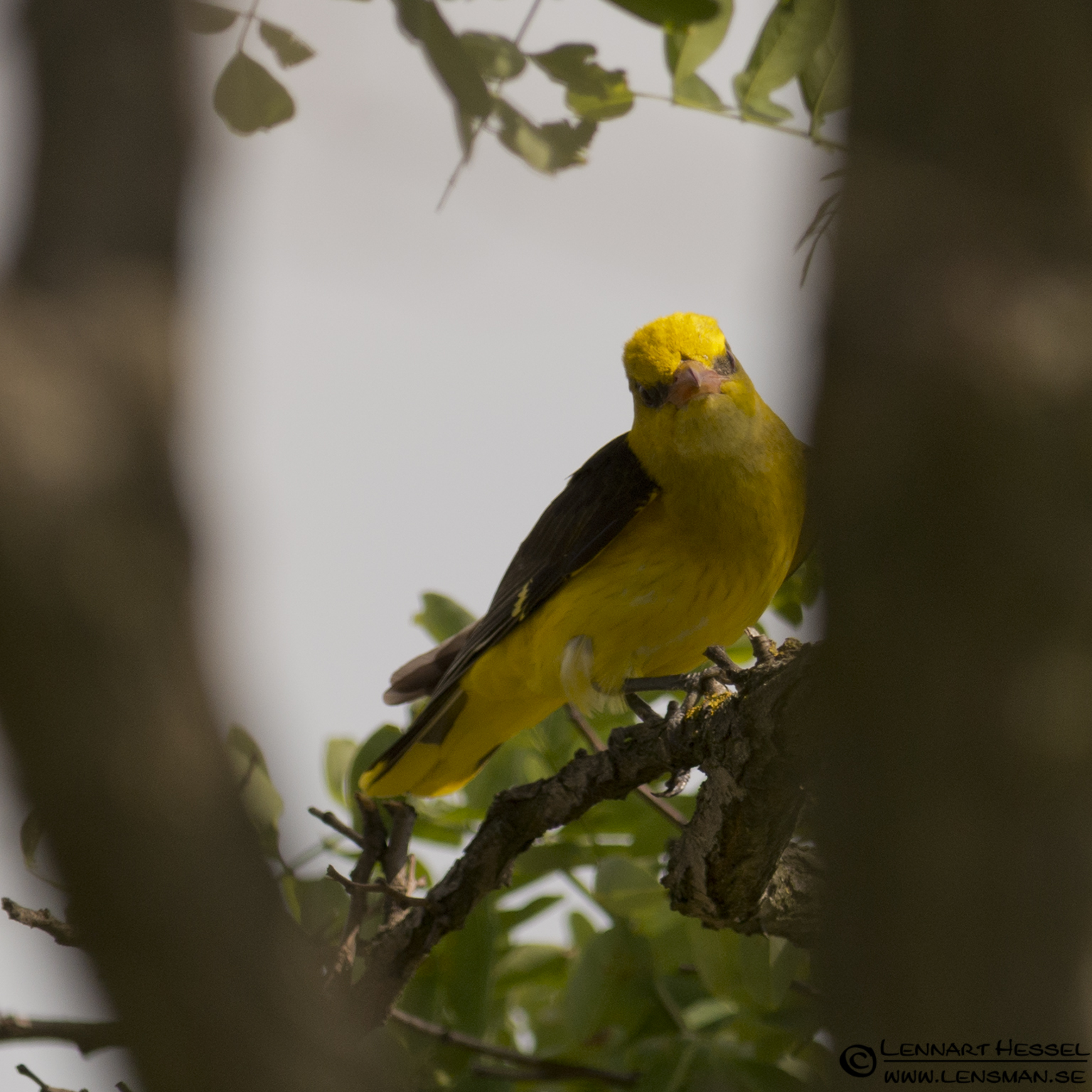 120613 Golden Oriole Golden Oriole in Hungary