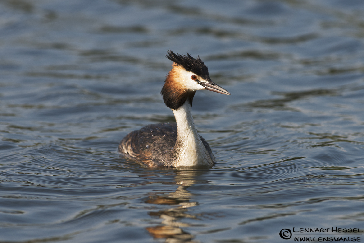 120613 Great Crested Grebe Great Crested Grebe in Hungary