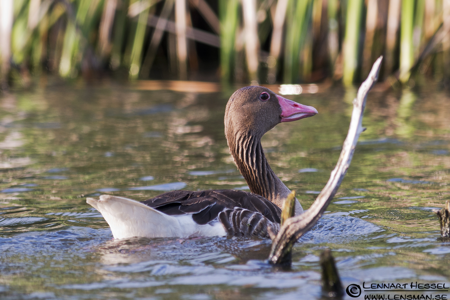 120613 Greylag Goose Greylag Goose in Hungary