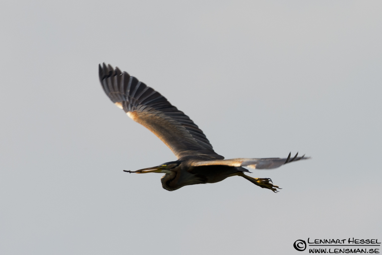 120613 Purple Heron Purple Heron in Hungary