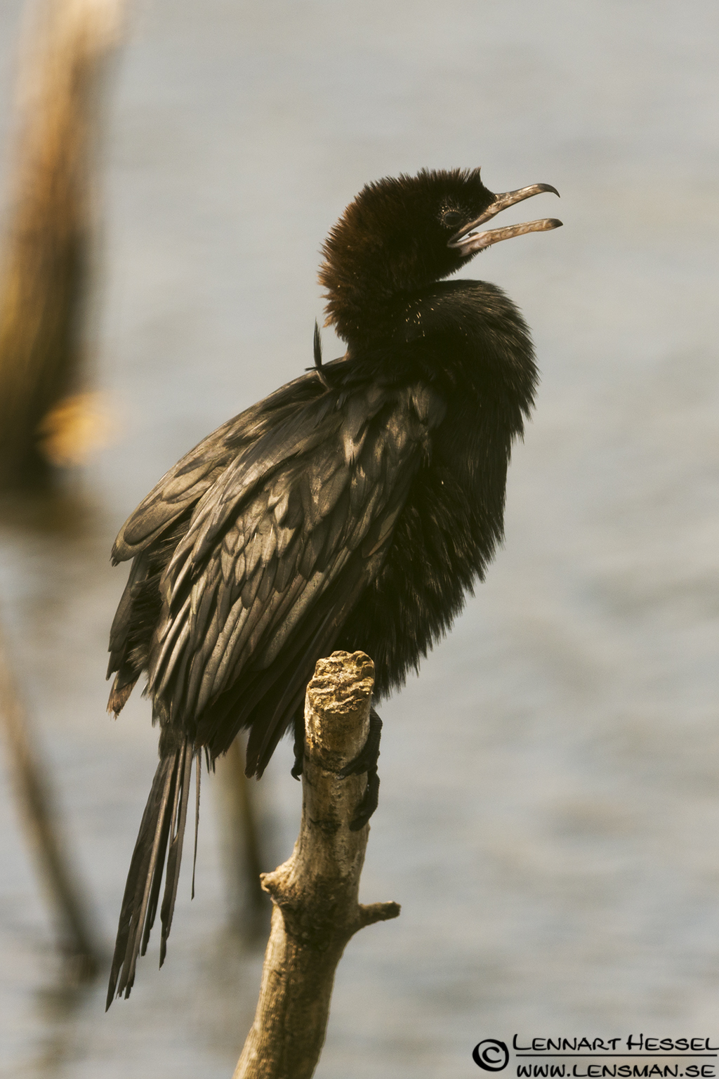 120613 Pygmy Cormorant Pygmy Cormorant in Hungary