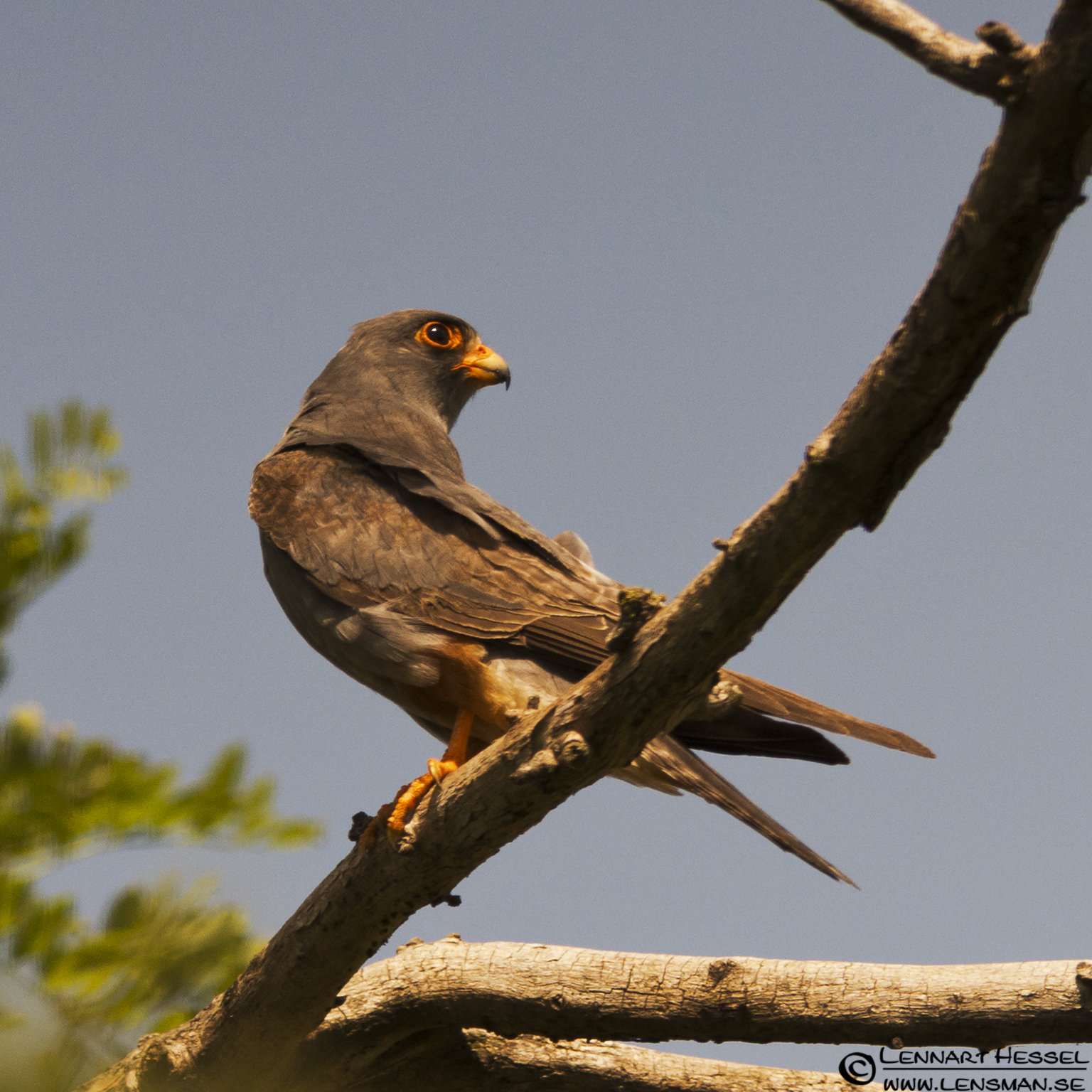 120613 Red-footed Falcon Red-footed Falcon in Hungary