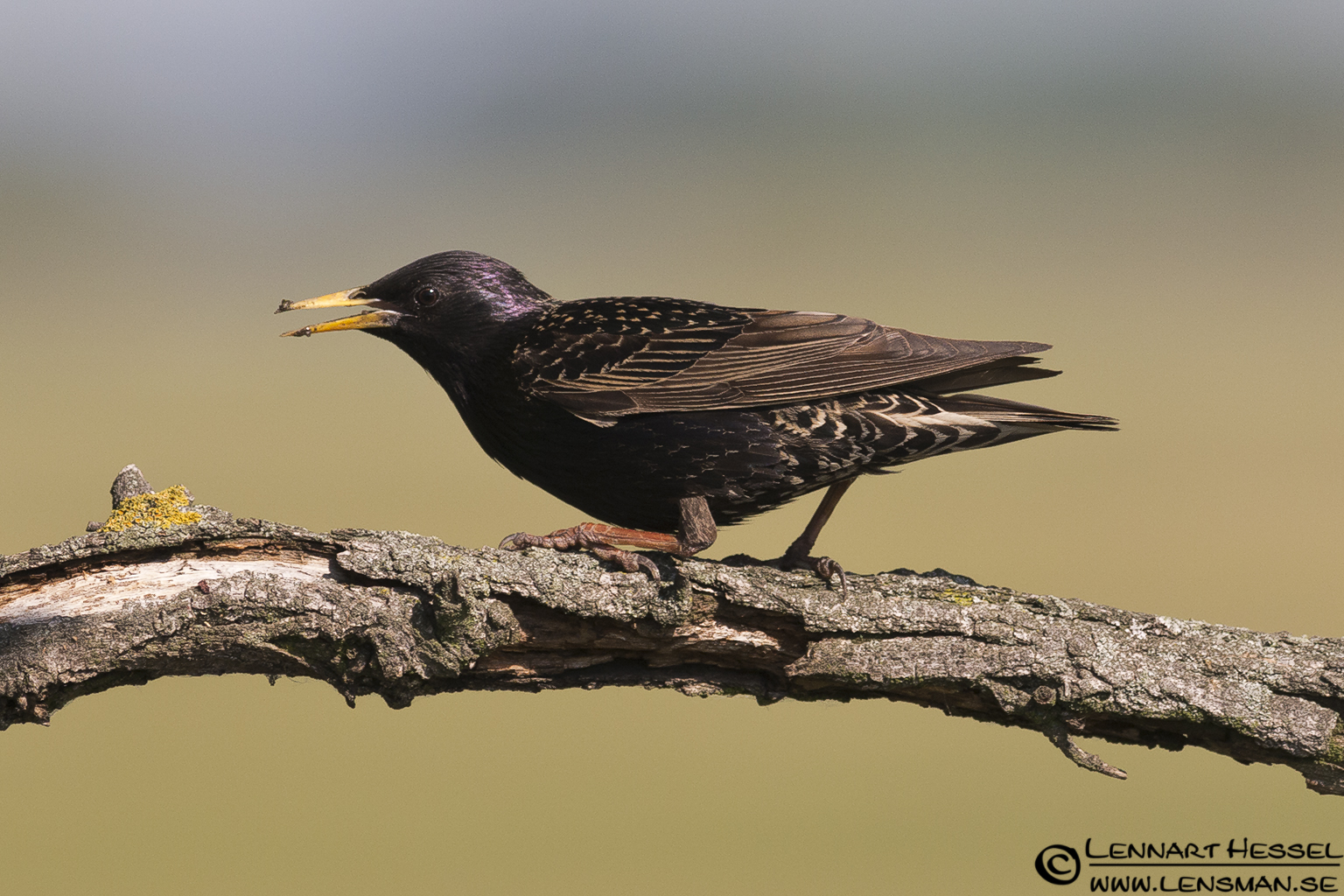 120613 Common Starling Common Starling in Hungary