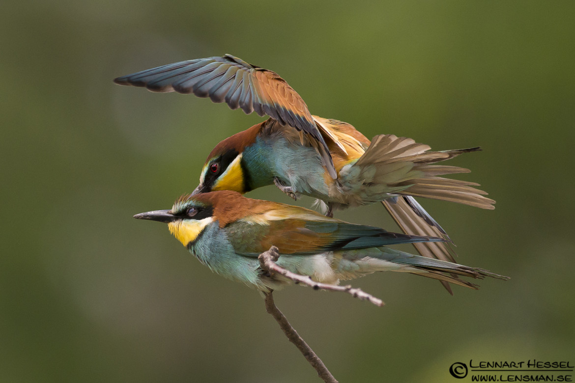 European Bee-eater mating in Hungary, site