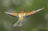 European Bee-eater in Hungary