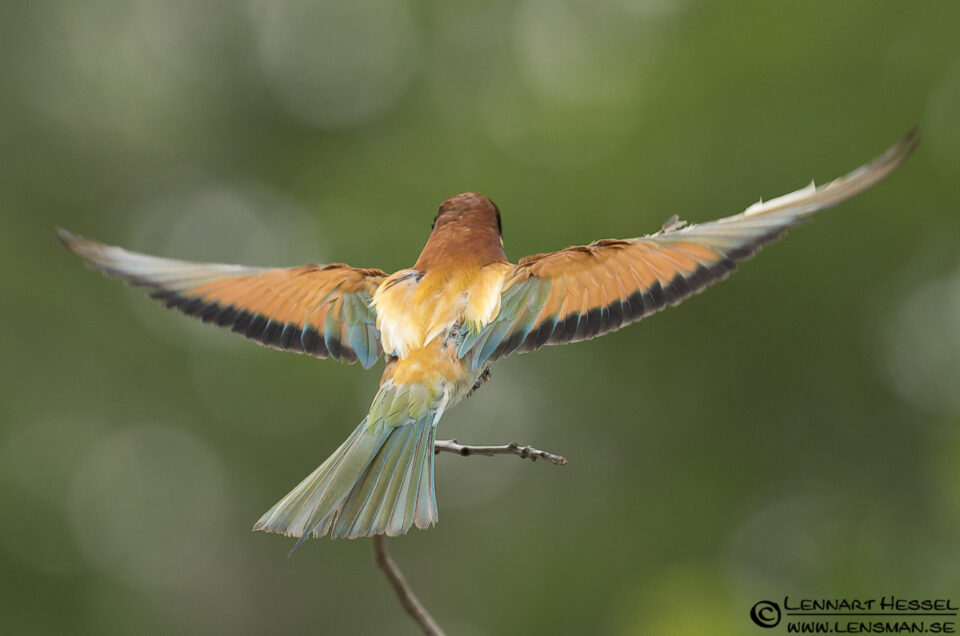 European Bee-eater in Hungary