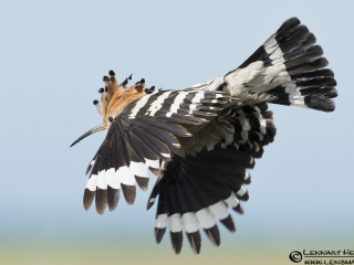 Hoopoe in Hungary
