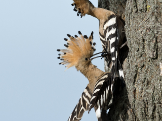 Hoopoe in Hungary