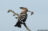 Hoopoe in Hungary