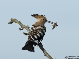 Hoopoe in Hungary