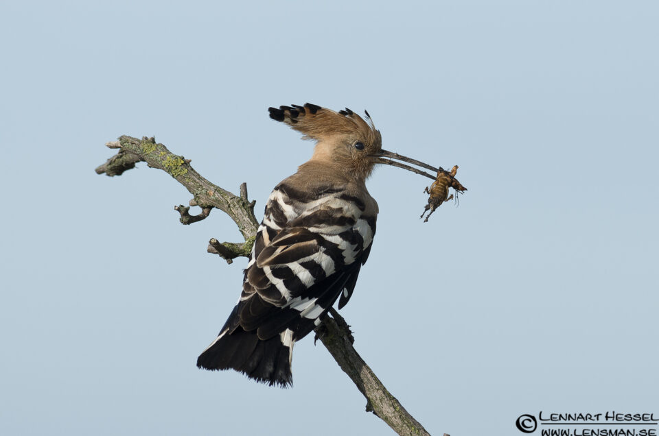 Hoopoe in Hungary