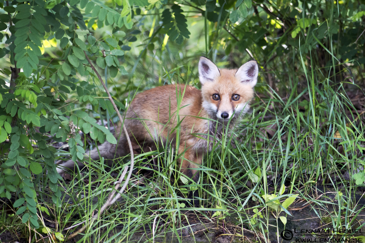 Red Fox at Lake Tisza, Hungary