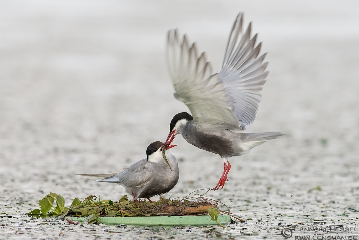 Whiskered Tern couple feeding, Lake Tisza