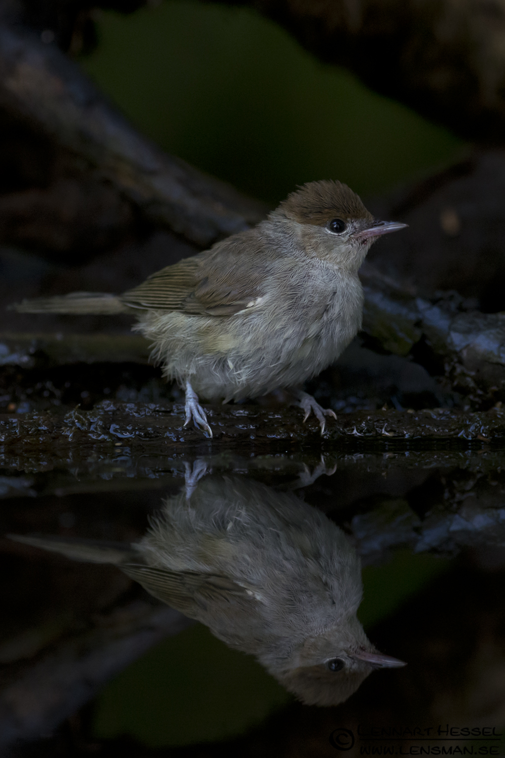 120615 Blackcap Blackcap in Hungary