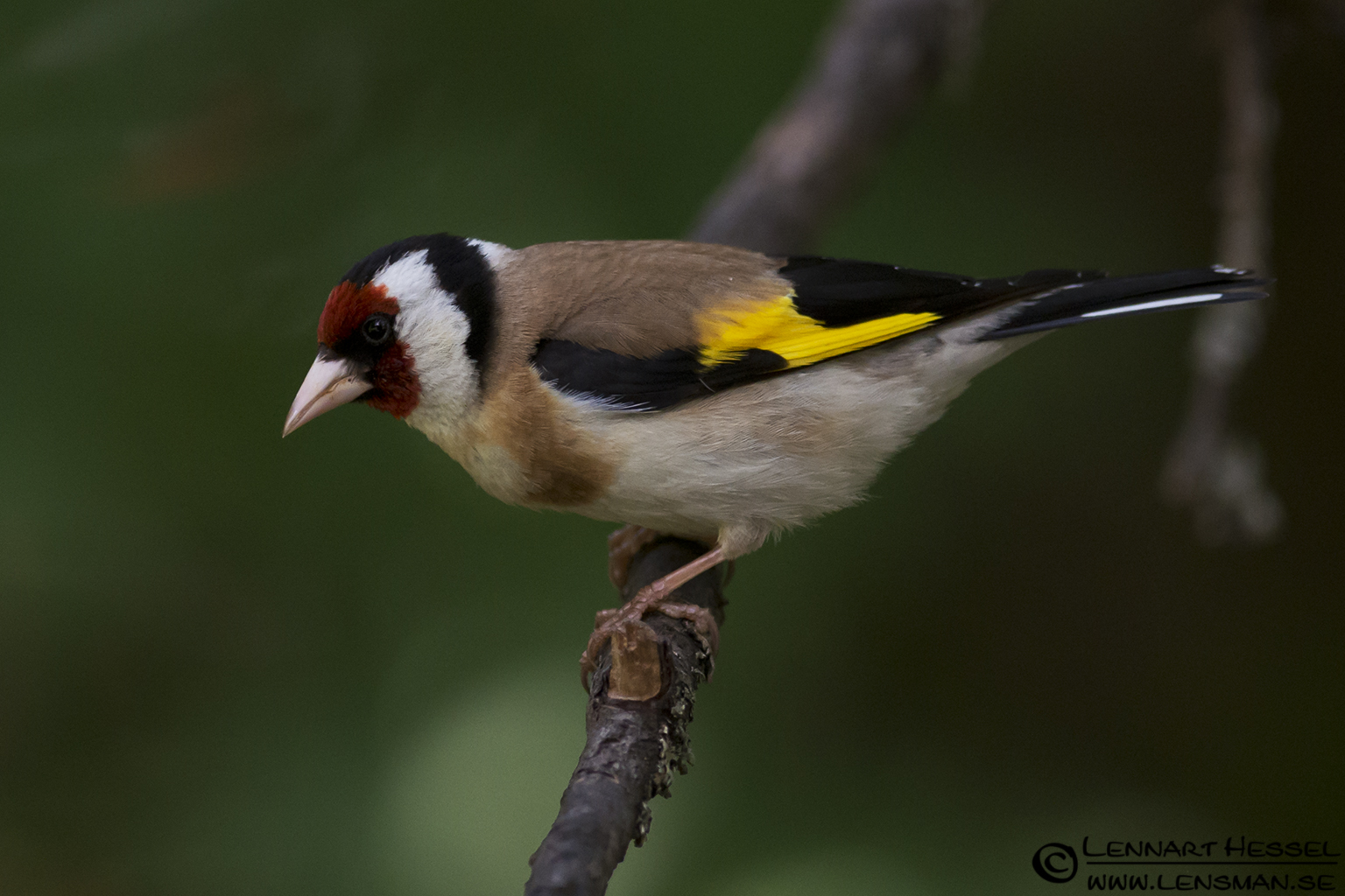 120615 Goldfinch Goldfinch in Hungary