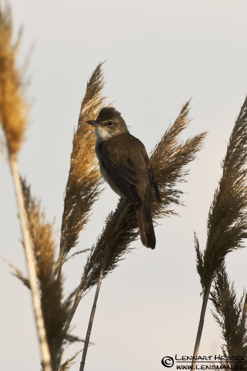 120615 Great Reed Warbler Great Reed Warbler in Hungary