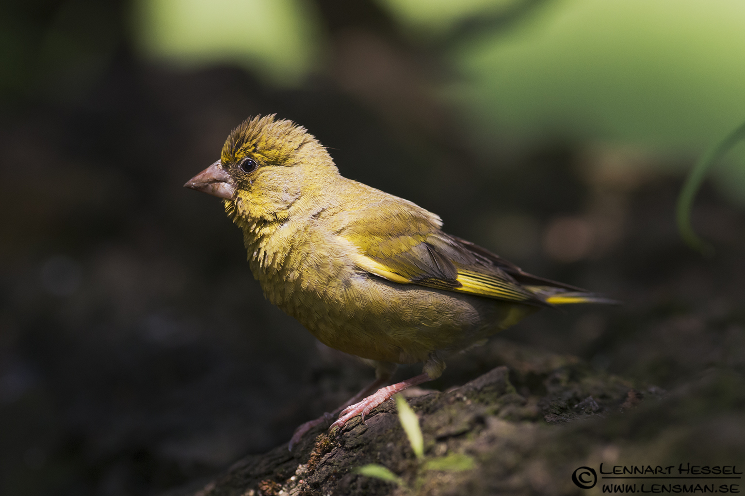 120615 Greenfinch Greenfinch in Hungary