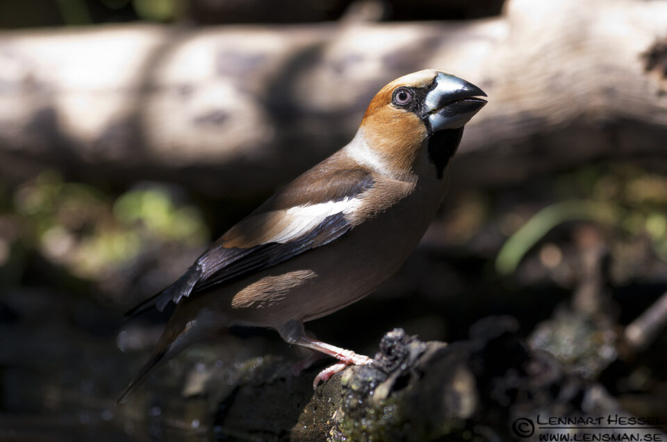 Hawfinch in Hungary