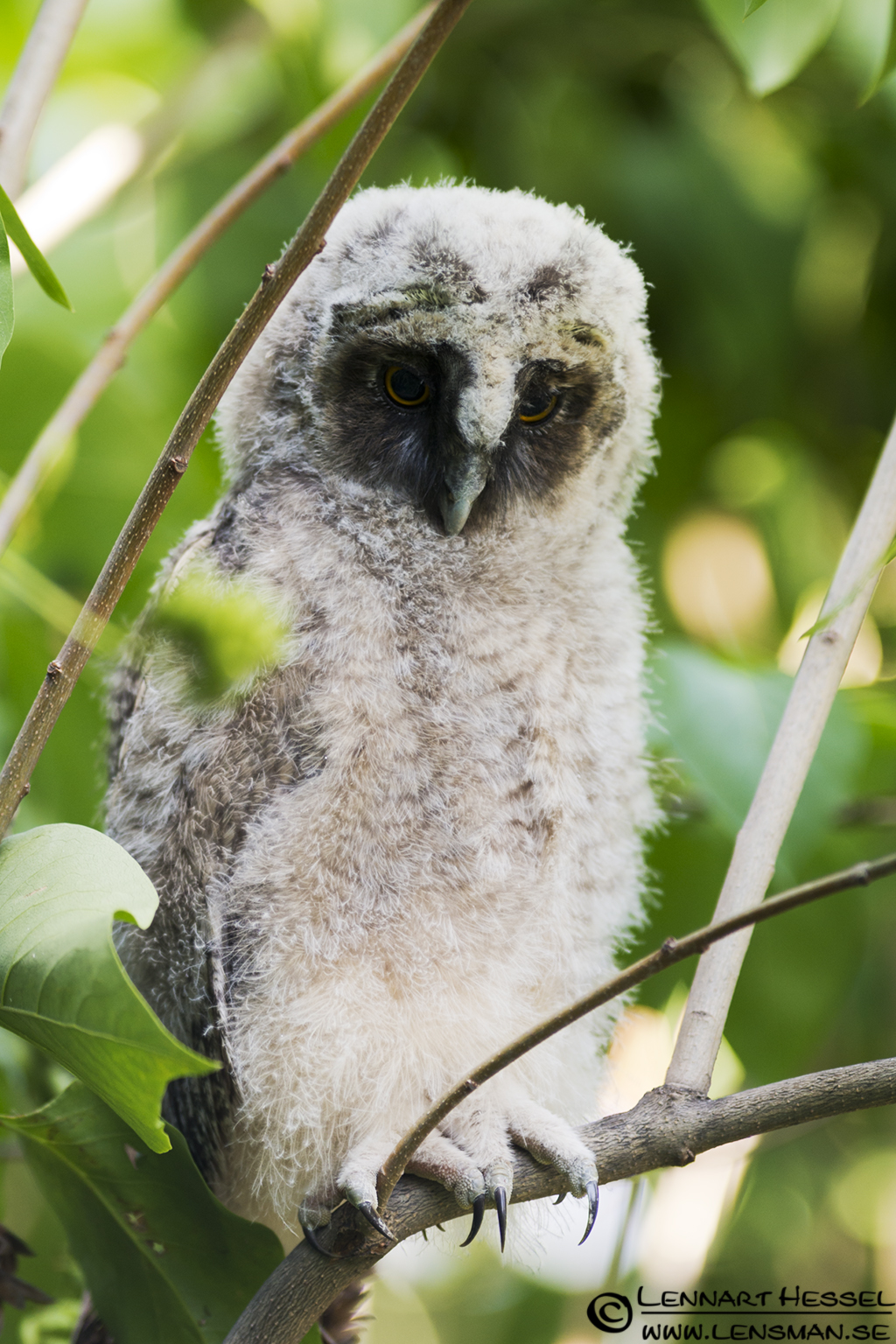 120615 Long-eared Owl young Long-eared Owl in Hungary