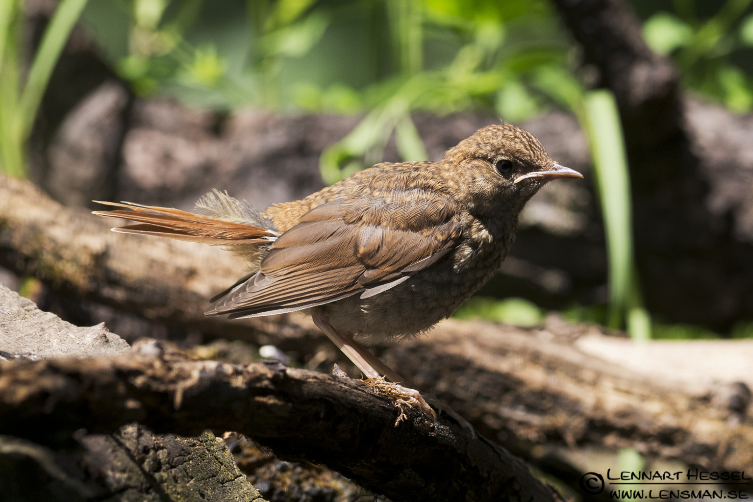 120615 Nightingale Nightingale in Hungary