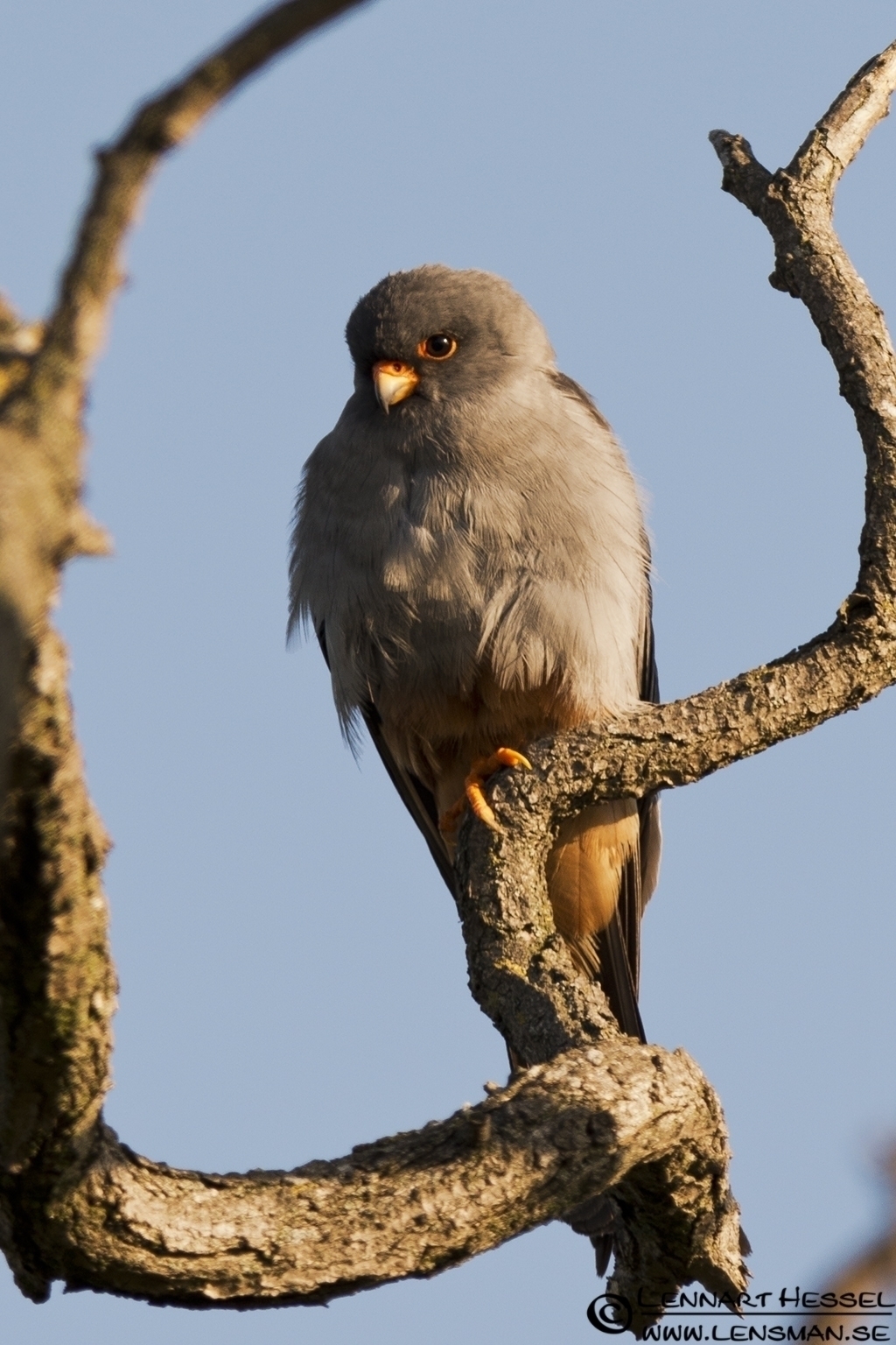 120615 Red-footed Falcon Red-footed Falcon in Hungary