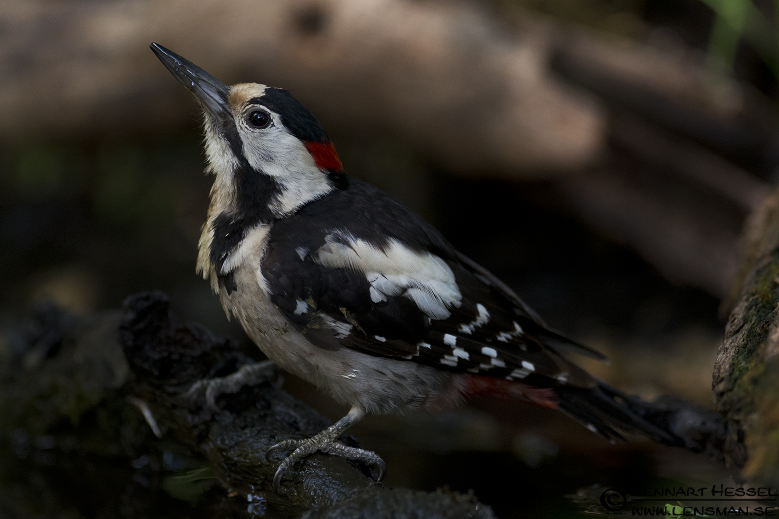 120615 Syrian Woodpecker Syrian Woodpecker in Hungary