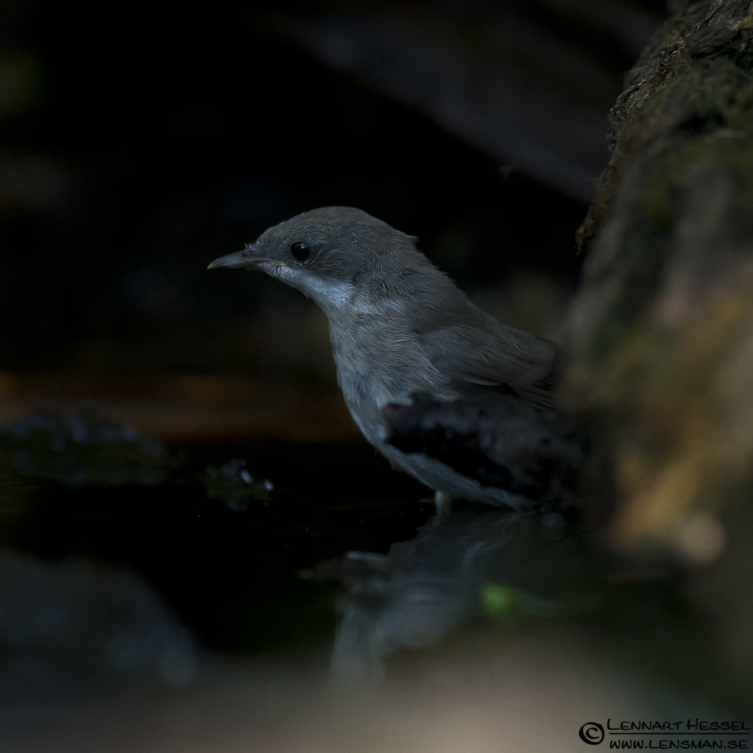120615 Whitethroat Whitethroat in Hungary