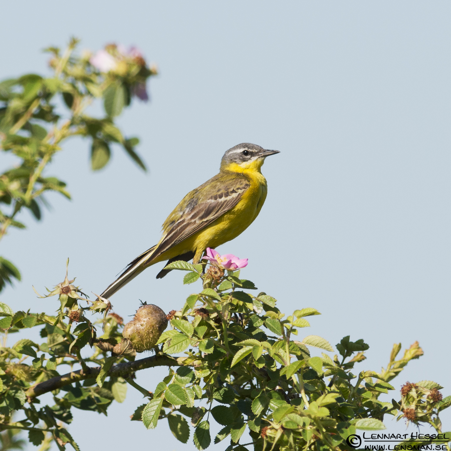 120615 Yellow Wagtail Yellow Wagtail in Hungary