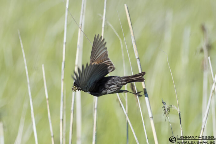 Reed Bunting male flight at S&auml;ve&aring;n