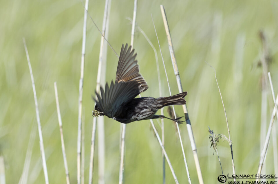Reed Bunting male flight at Säveån