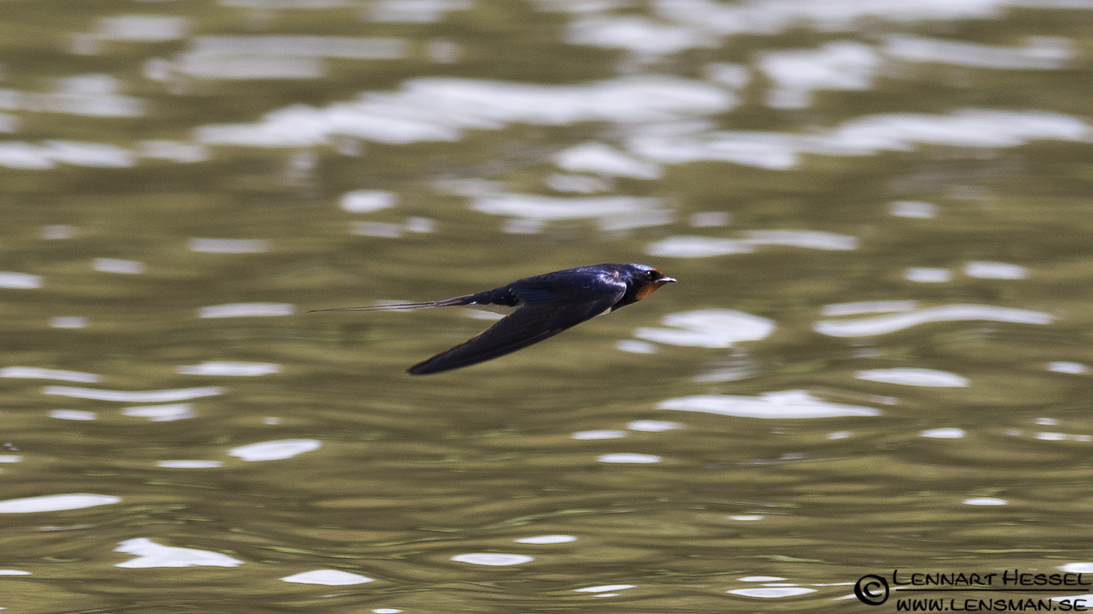 120622 Barn Swallow speeding over the water A Barn Swallow speeding over the water at Lärjeån.